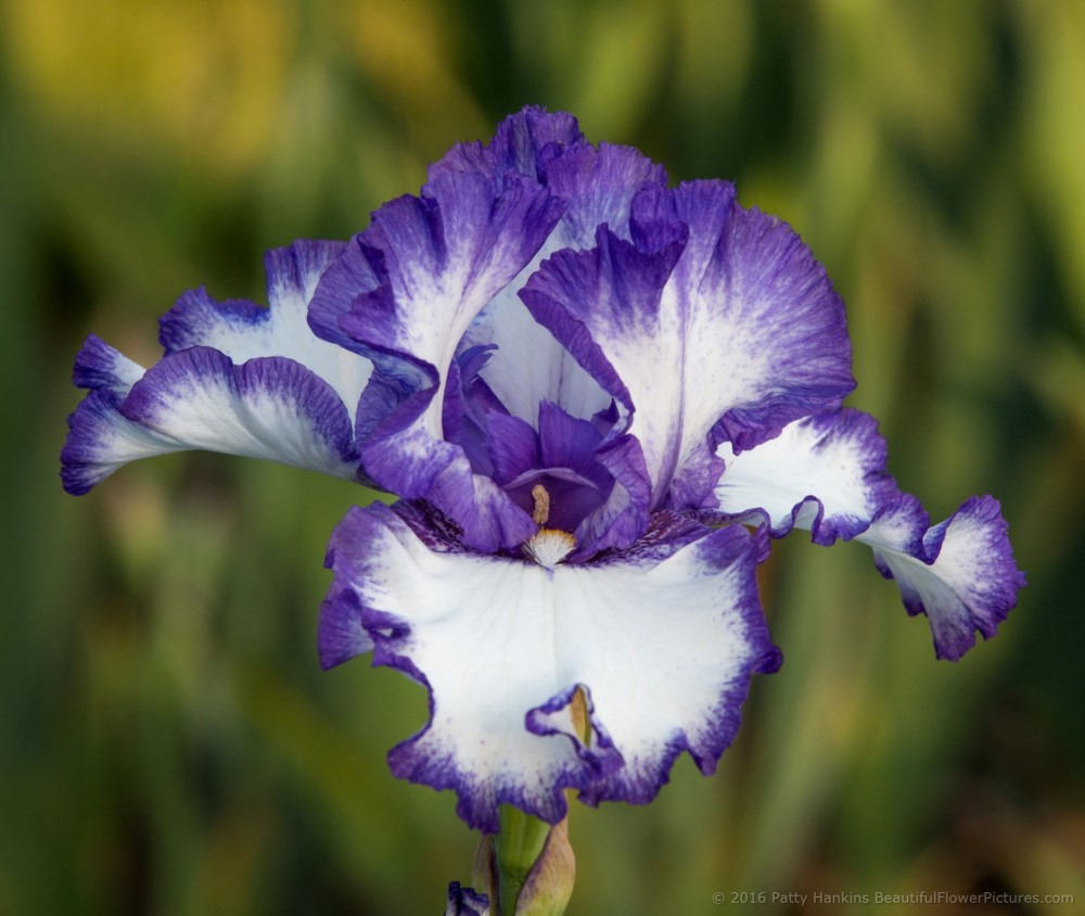 Classic Look Iris © 2016 Patty Hankins