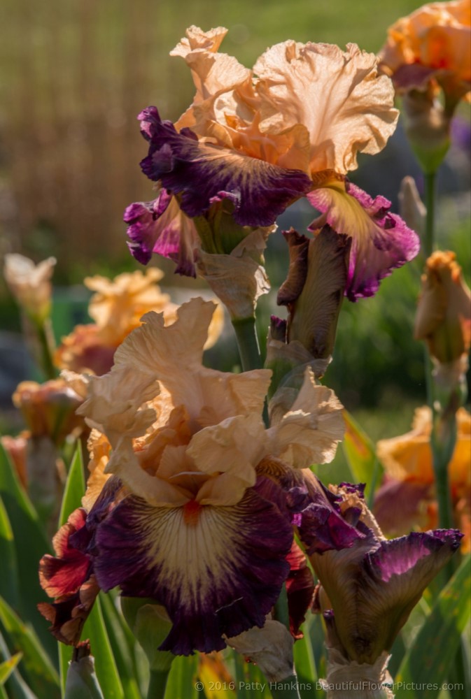 Coral Cove iris © 2016 Patty Hankins