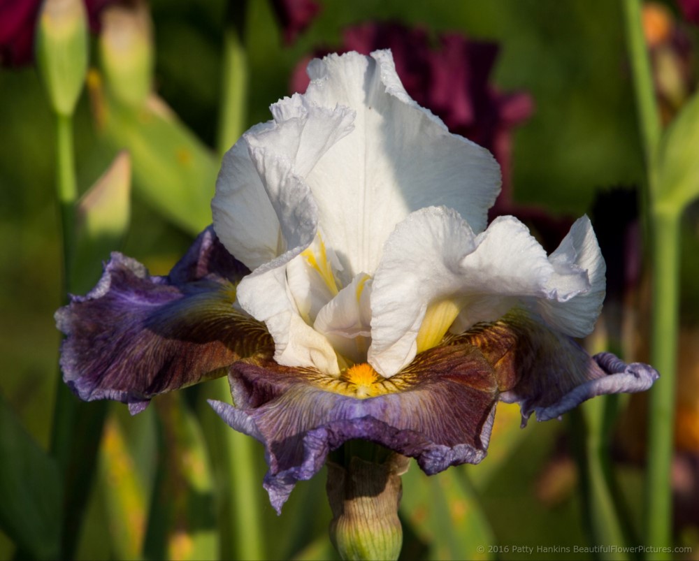 Get Back Iris © 2016 Patty Hankins