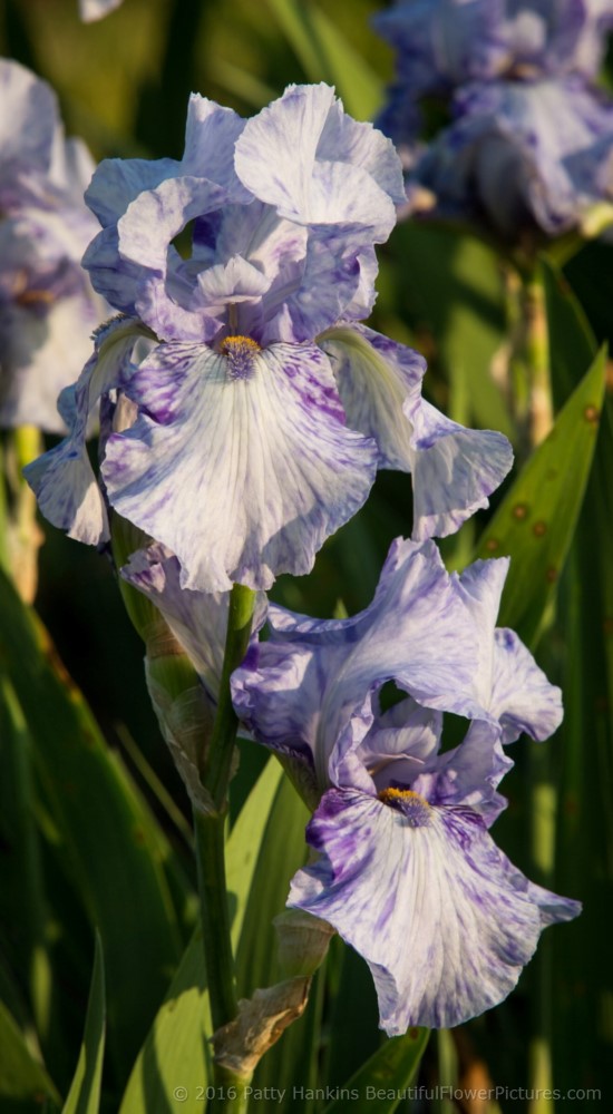 Gnu Blues Iris © 2016 Patty Hankins