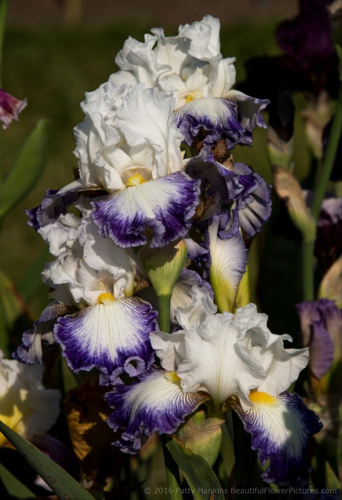 Grand Bargain Iris © 2016 Patty Hankins