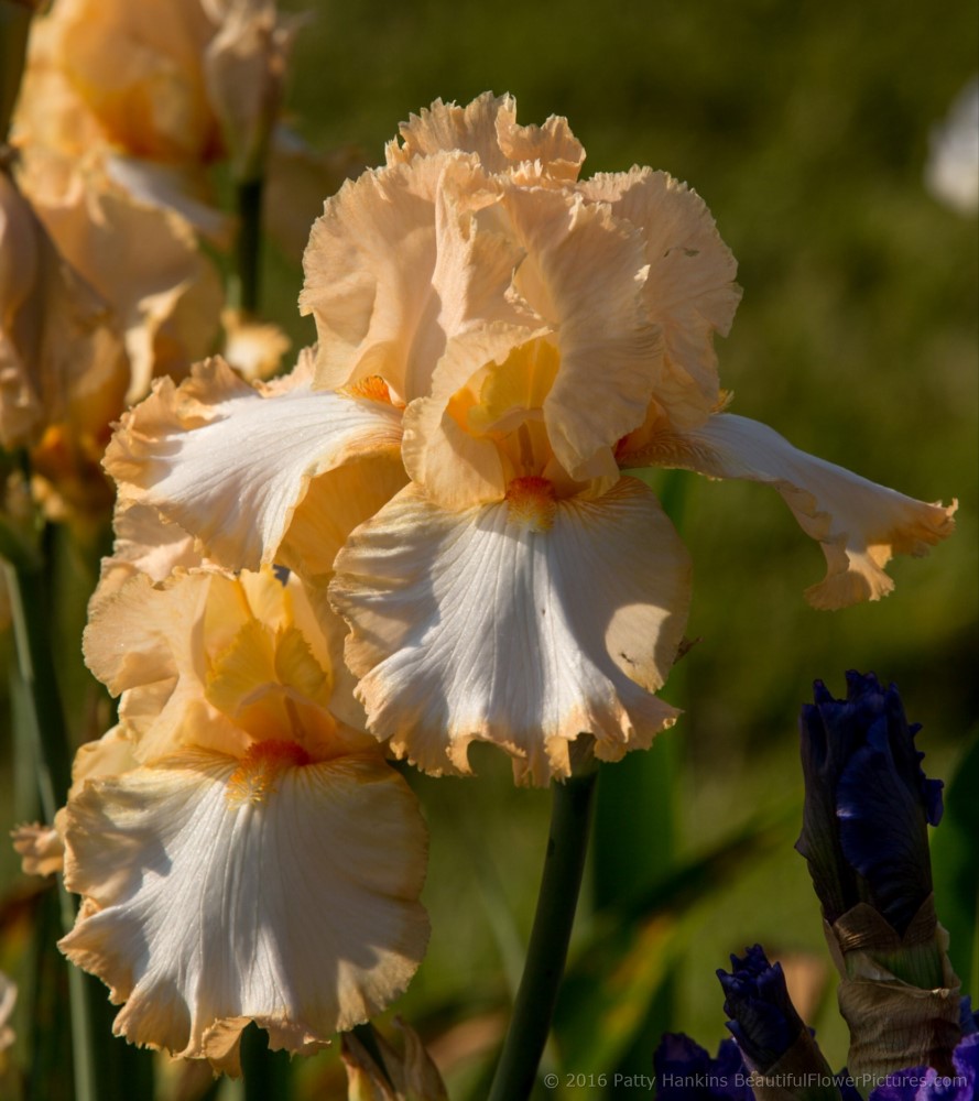 Halo in Peach Iris © 2016 Patty Hankins