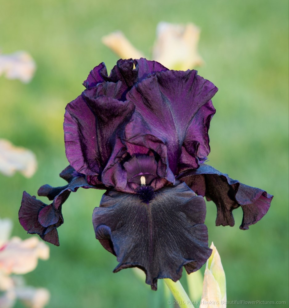 Hello Darkness iris © 2016 Patty Hankins