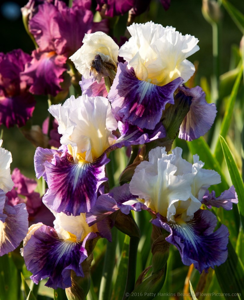 Jelly Bean Parade Iris © 2016 Patty Hankins