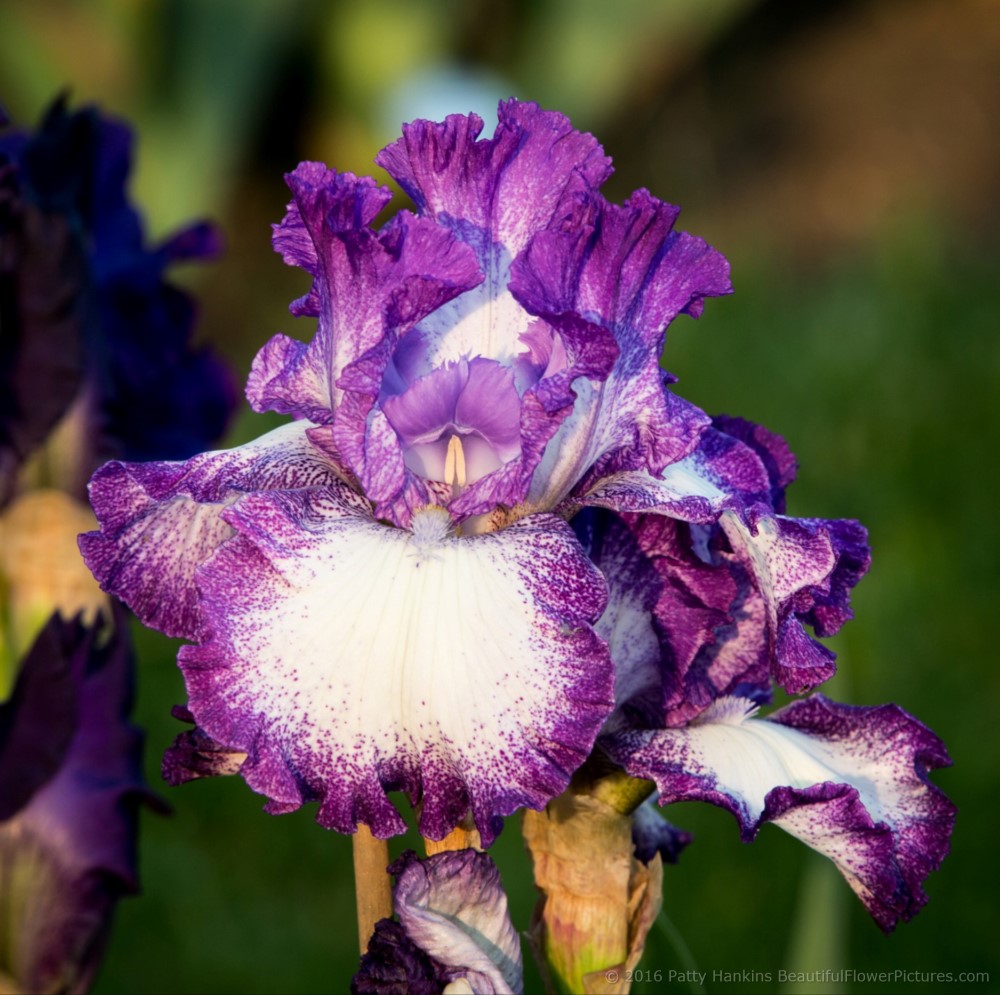 Jesse's Song Iris © 2016 Patty Hankins