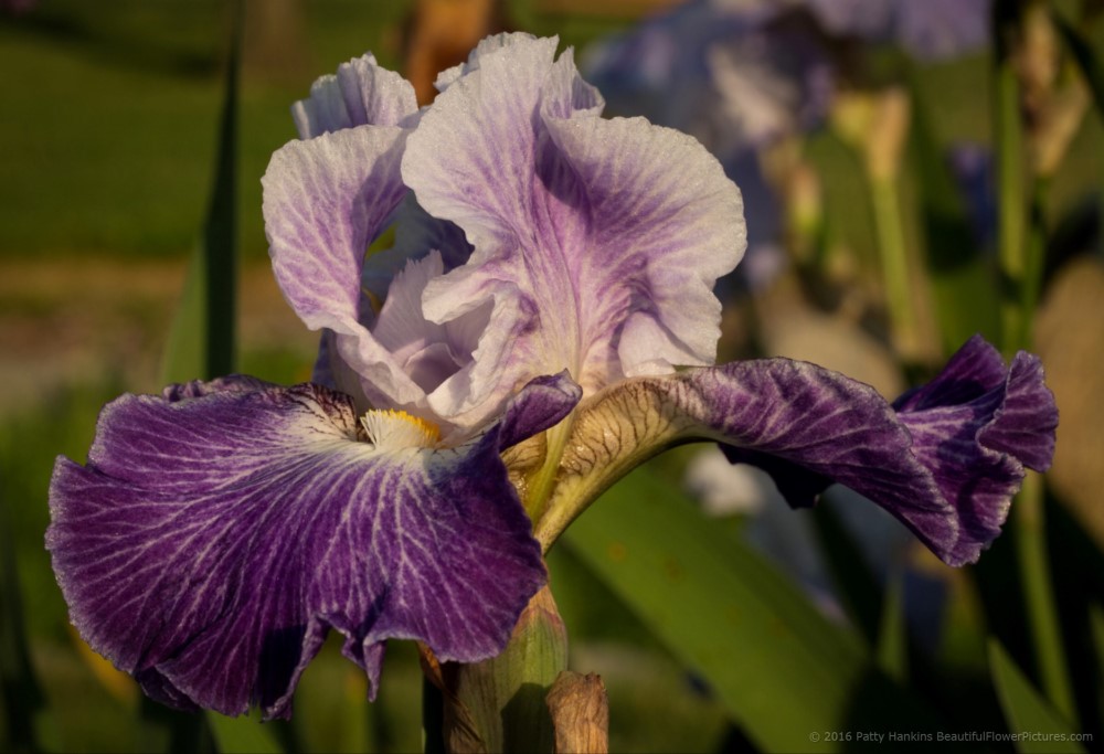 Making Time Iris © 2016 Patty Hankins