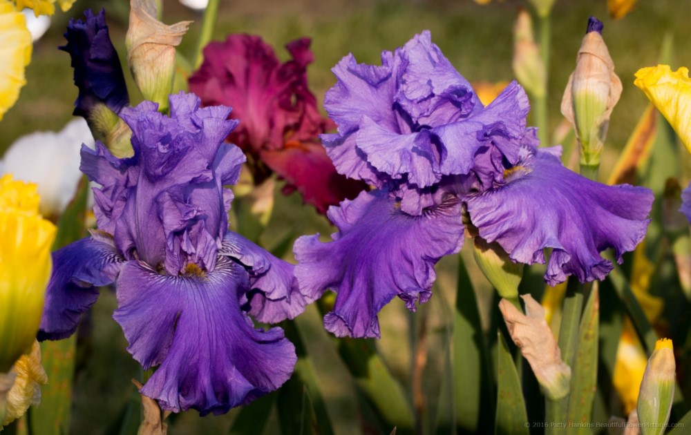 Morning Blues Iris © 2016 Patty Hankins