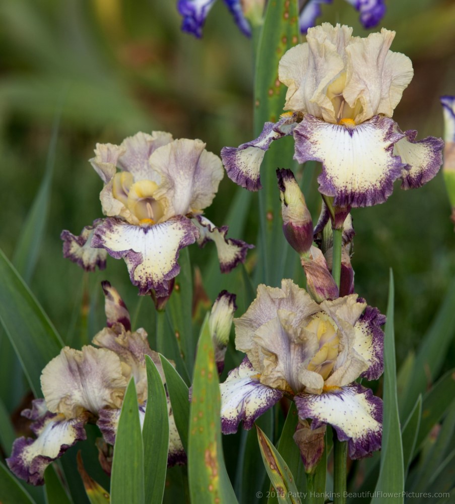 Ominous Stranger Iris © 2016 Patty Hankins