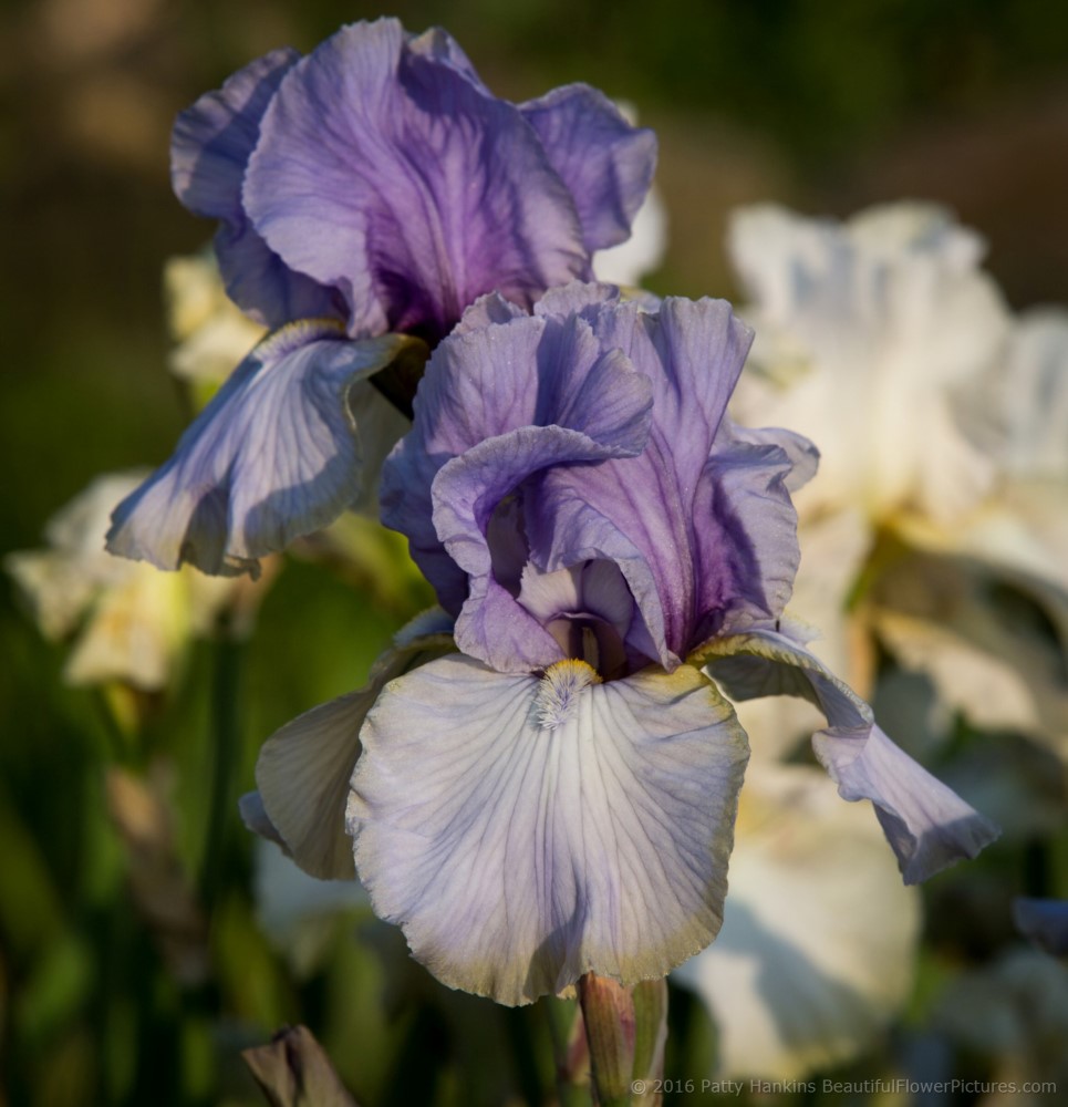 Tudor England Iris © 2016 Patty Hankins