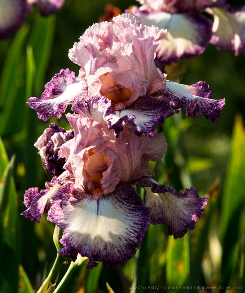 Bearded Iris © 2016 Patty Hankins