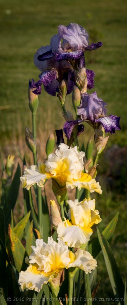 Yours Truely & Dots and Dashes Irises © 2016 Patty Hankins