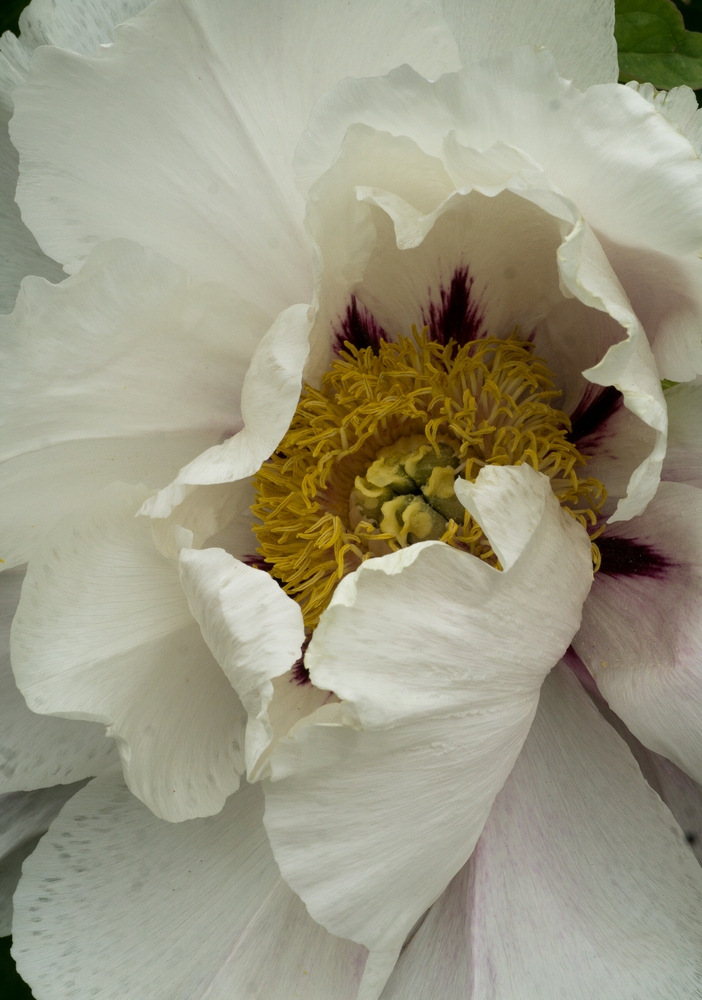 Ezra Pound Peony © 2016 Patty Hankins