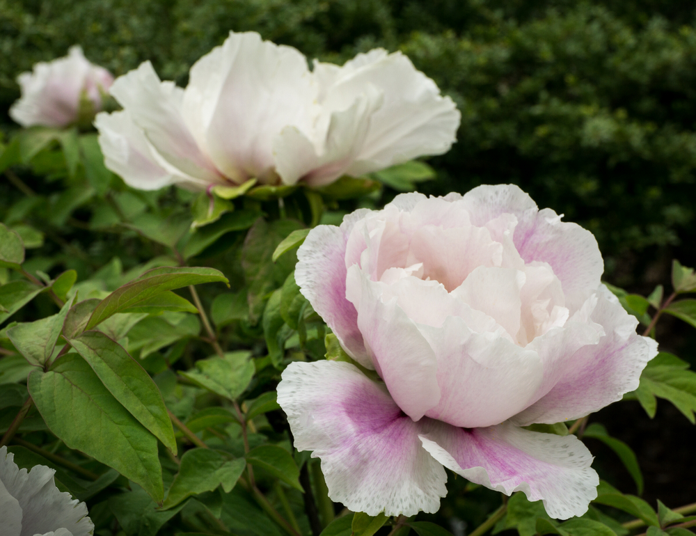 Ezra Pound Peony © 2016 Patty Hankins