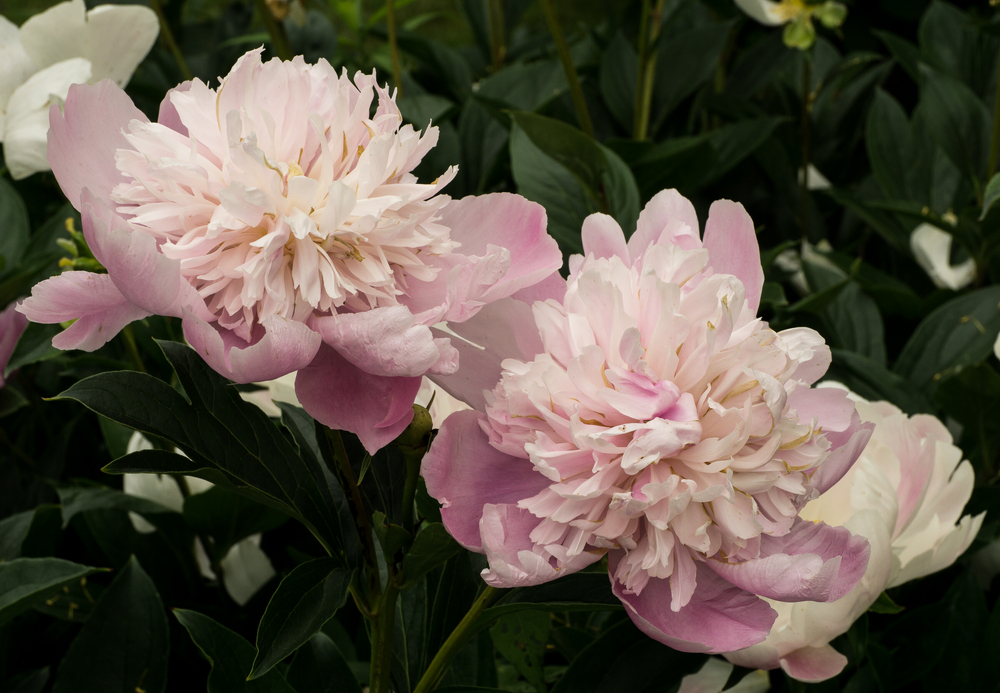 Pink Peony © 2016 Patty Hankins