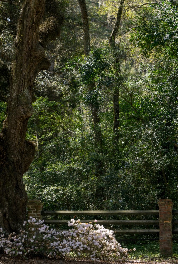 Grounds of the Trinity Episcopal Church, Edisto Island, SC © 2016 Patty Hankins