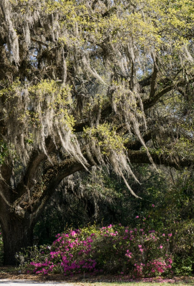 Grounds of the Trinity Episcopal Church, Edisto Island, SC © 2016 Patty Hankins