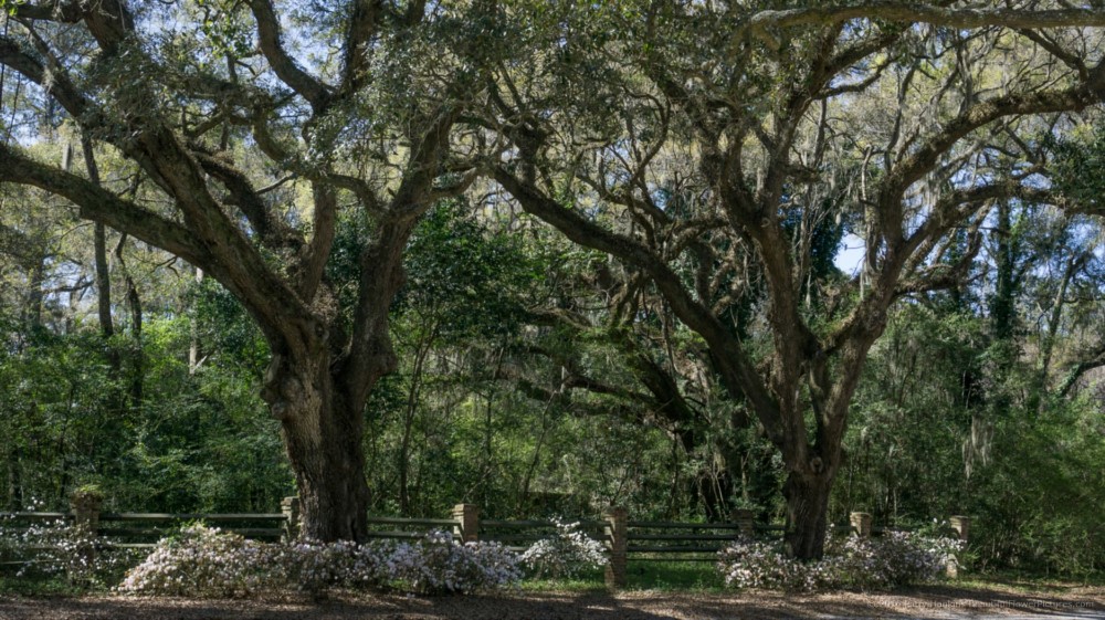 Grounds of the Trinity Episcopal Church, Edisto Island, SC © 2016 Patty Hankins