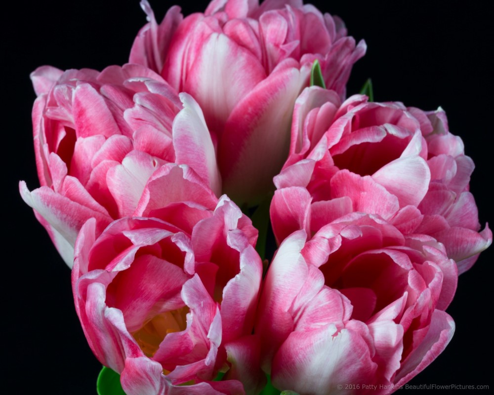 Pink & White Tulips © 2016 Patty Hankins