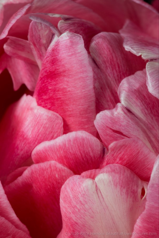 Pink & White Tulips © 2016 Patty Hankins