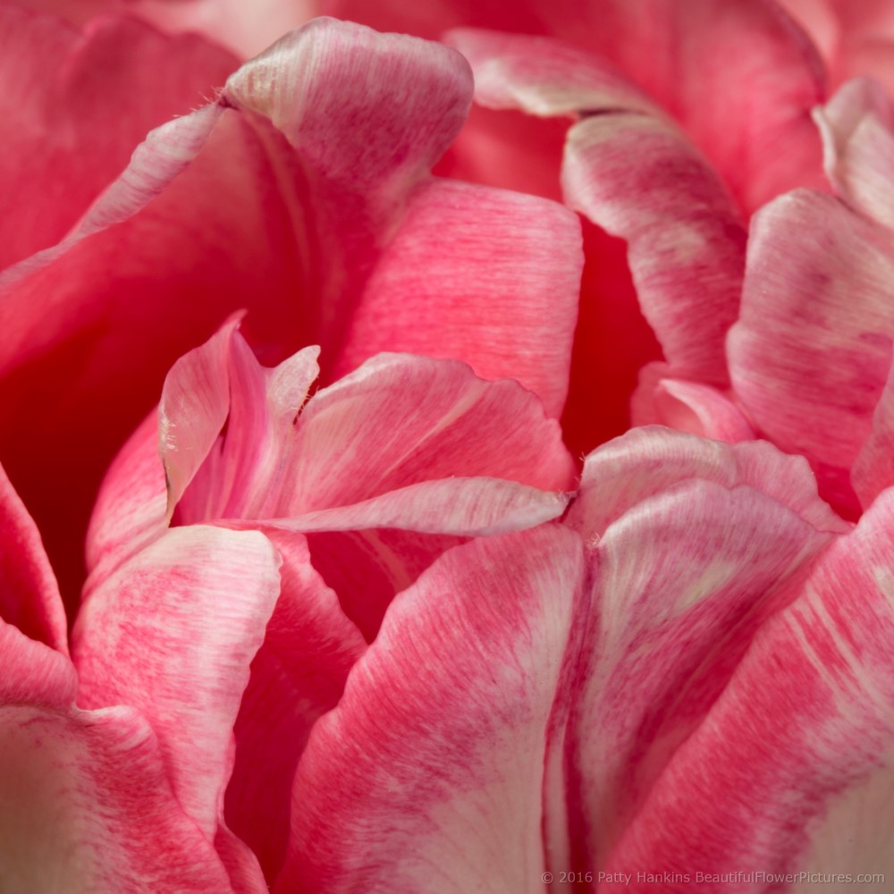 Pink & White Tulips © 2016 Patty Hankins