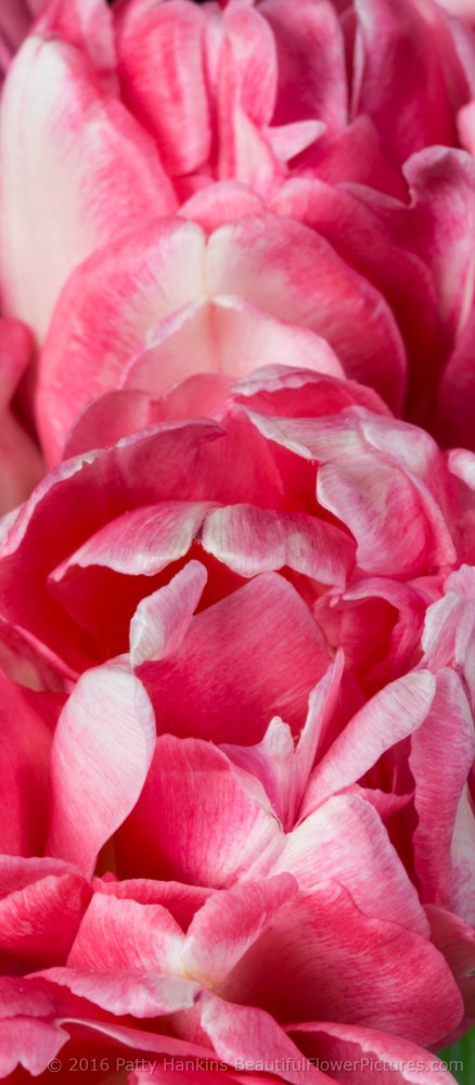 Pink & White Tulips © 2016 Patty Hankins