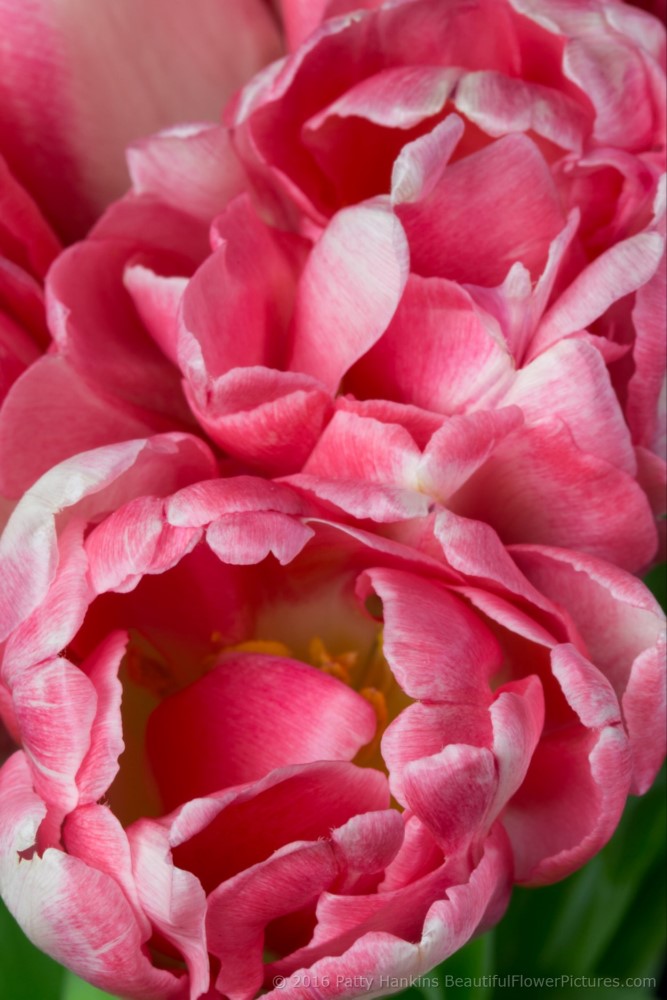 Pink & White Tulips © 2016 Patty Hankins