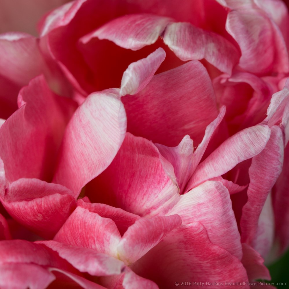 Pink & White Tulips © 2016 Patty Hankins