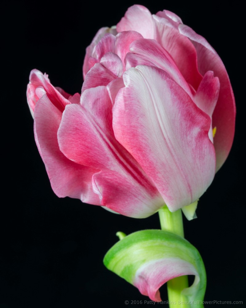 Pink & White Tulips © 2016 Patty Hankins