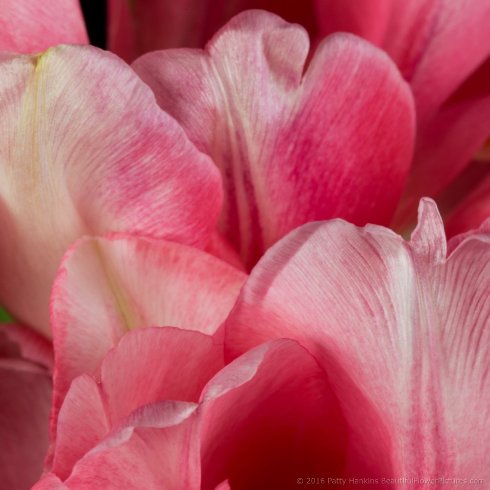 Pink & White Tulips © 2016 Patty Hankins