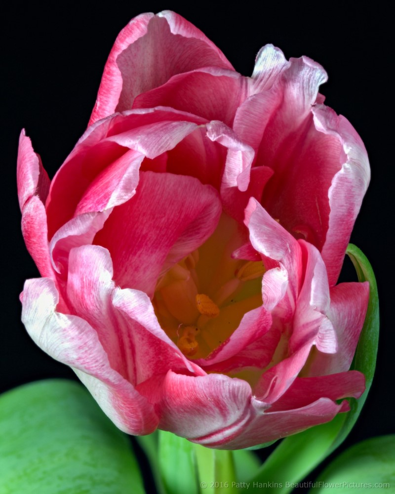 Pink & White Tulips © 2016 Patty Hankins