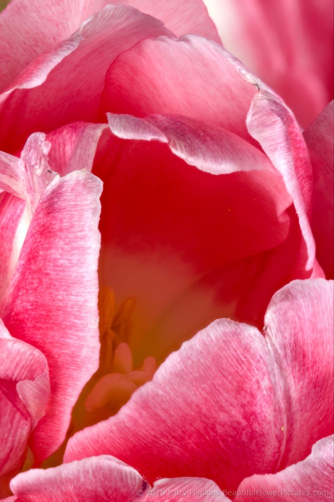 Pink & White Tulips © 2016 Patty Hankins