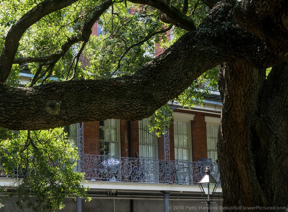 Jackson Square, New Orleans © 2016 Patty Hankins