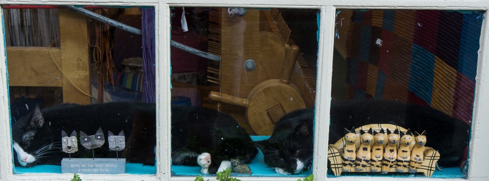 Cats in a Window, French Quarter, New Orleans © 2016 Patty Hankins