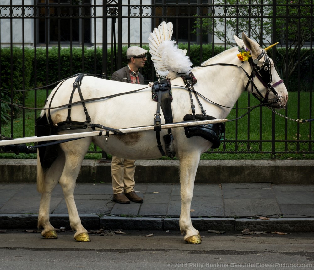 Alicorn, French Quarter, New Orleans © 2016 Patty Hankins