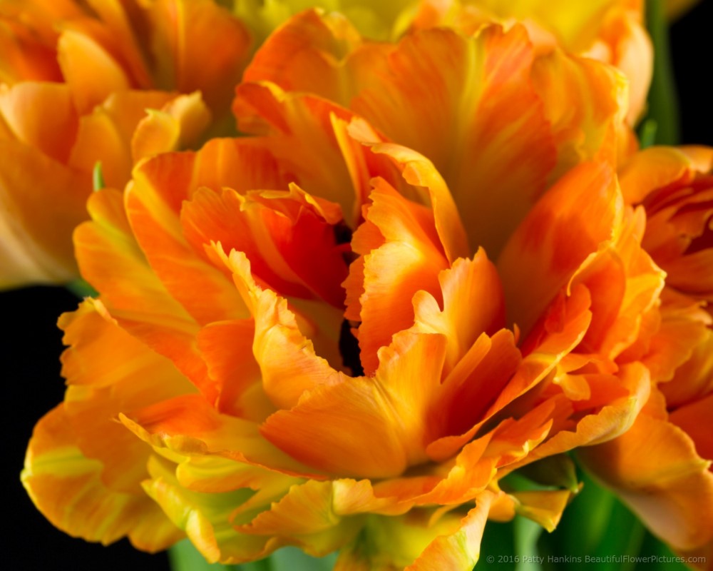 Orange & Yellow Tulips © 2016 Patty Hankins