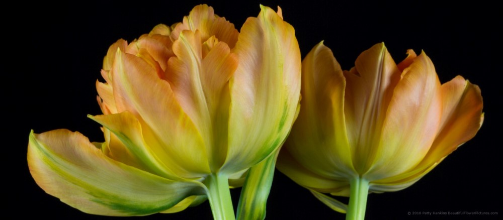 Orange & Yellow Tulips © 2016 Patty Hankins