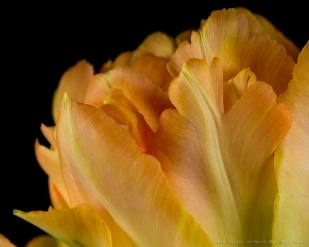 Orange & Yellow Tulips © 2016 Patty Hankins