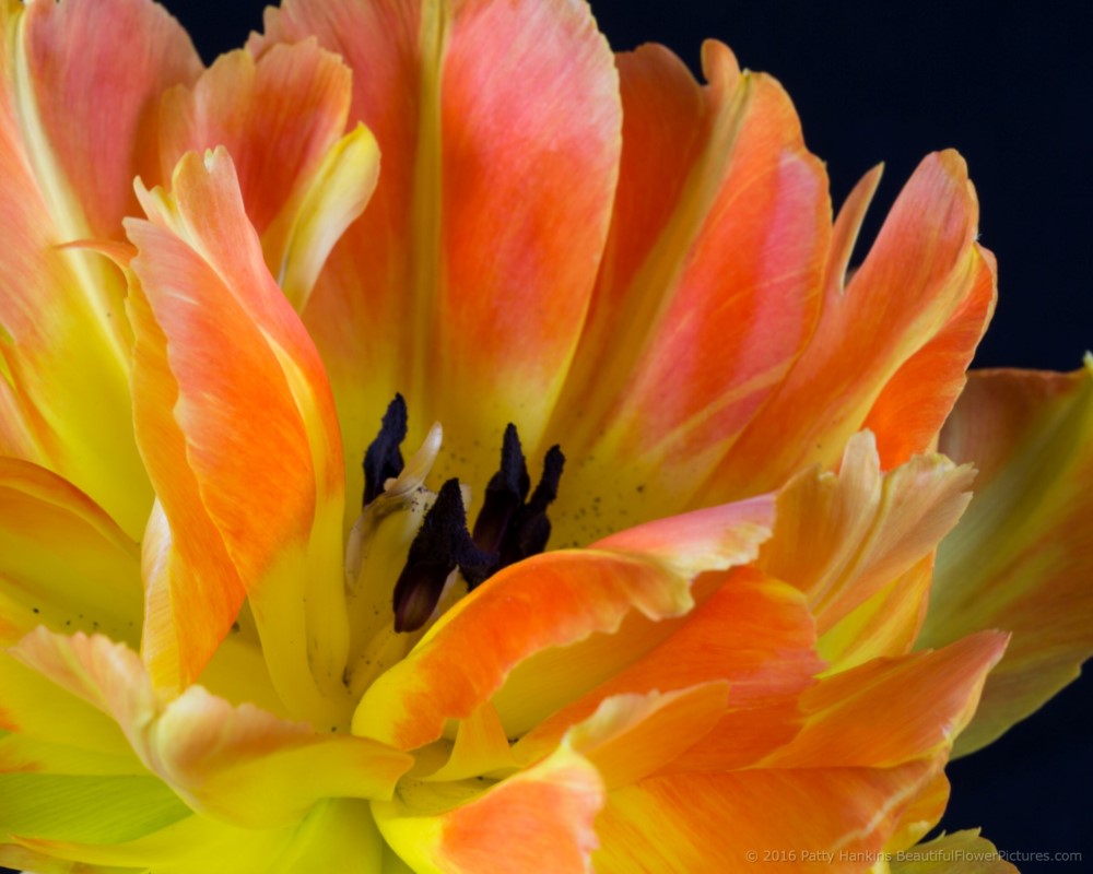 In the Studio: Orange and Yellow Tulips | Beautiful Flower Pictures Blog