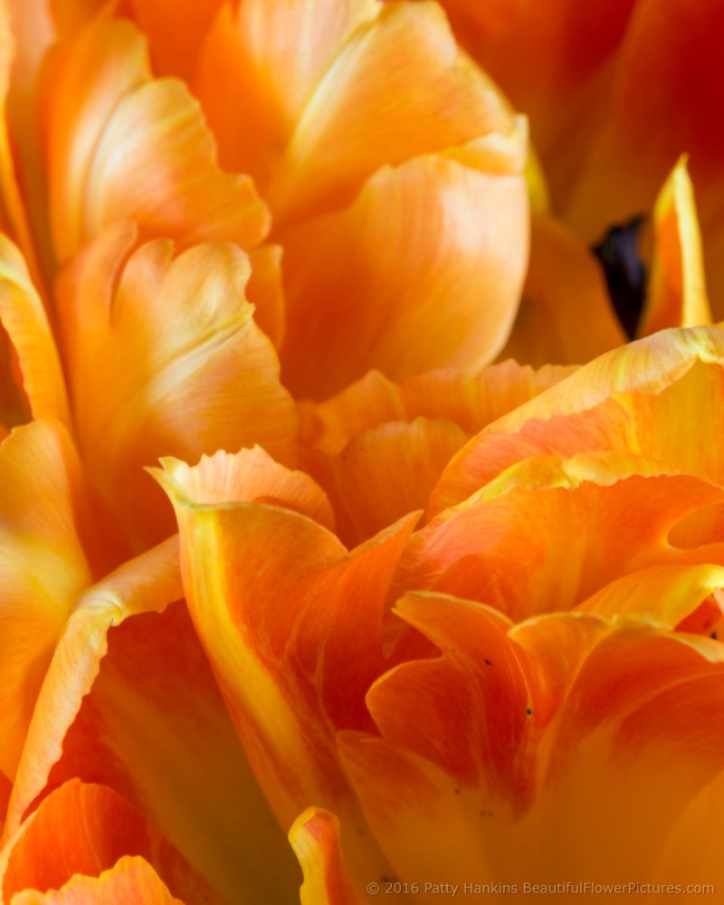 Orange & Yellow Tulips © 2016 Patty Hankins