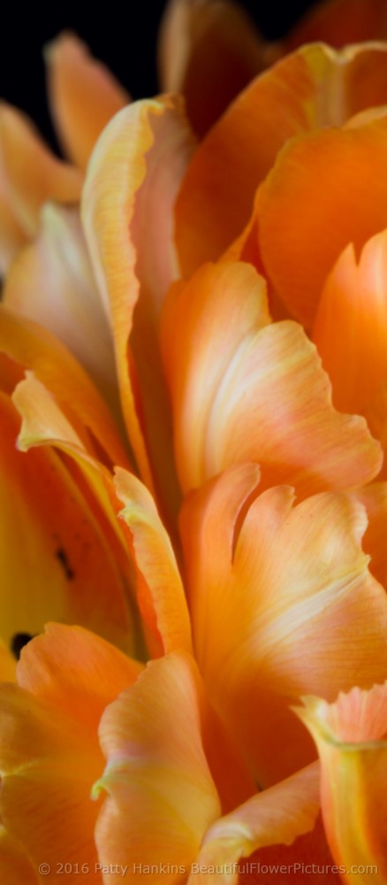 Orange & Yellow Tulips © 2016 Patty Hankins