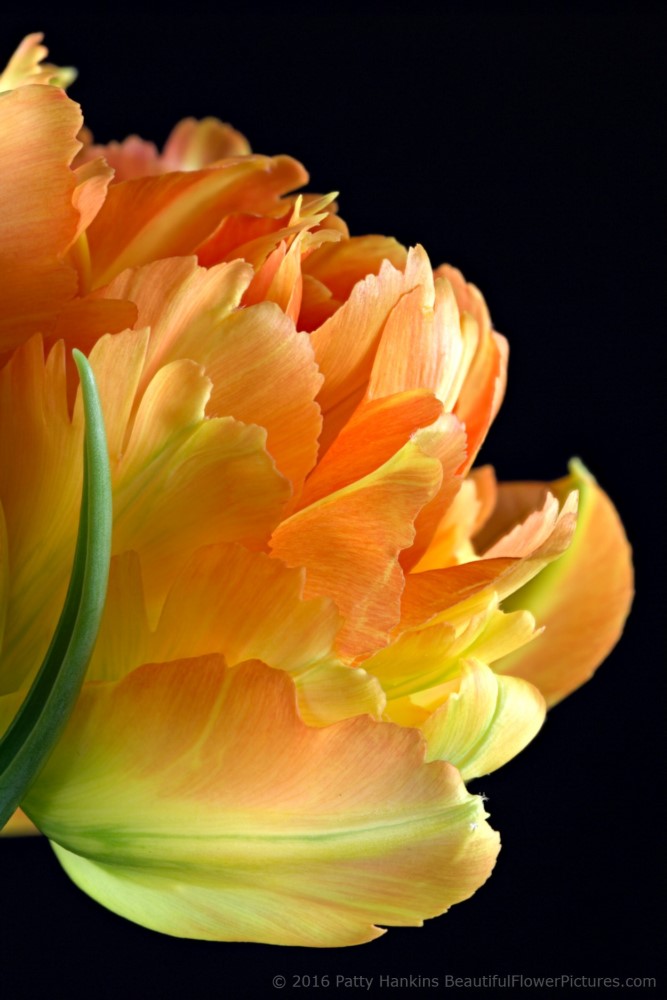 Orange & Yellow Tulips © 2016 Patty Hankins