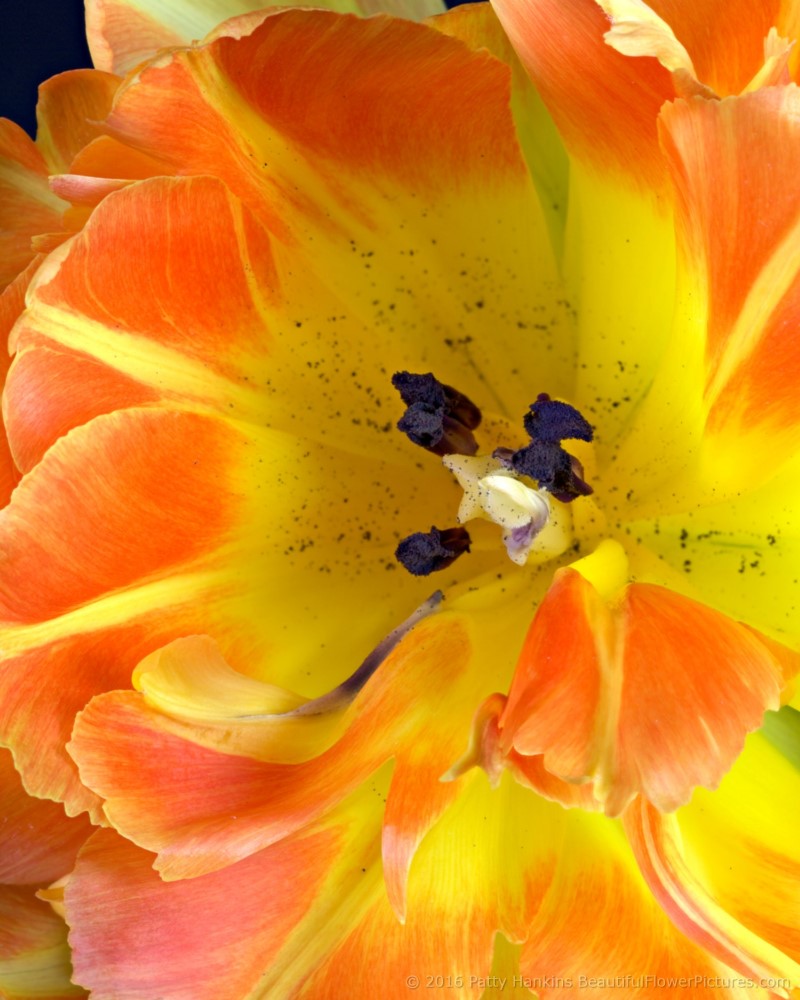 Orange & Yellow Tulips © 2016 Patty Hankins