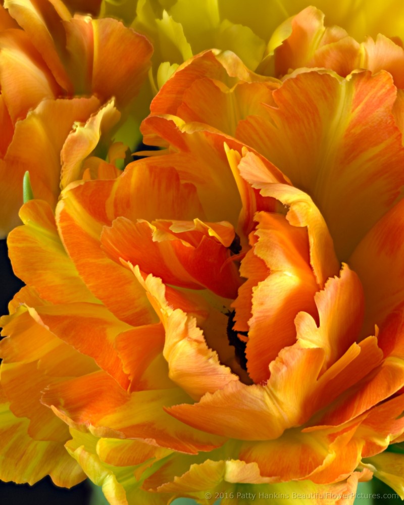 In the Studio: Orange and Yellow Tulips | Beautiful Flower Pictures Blog