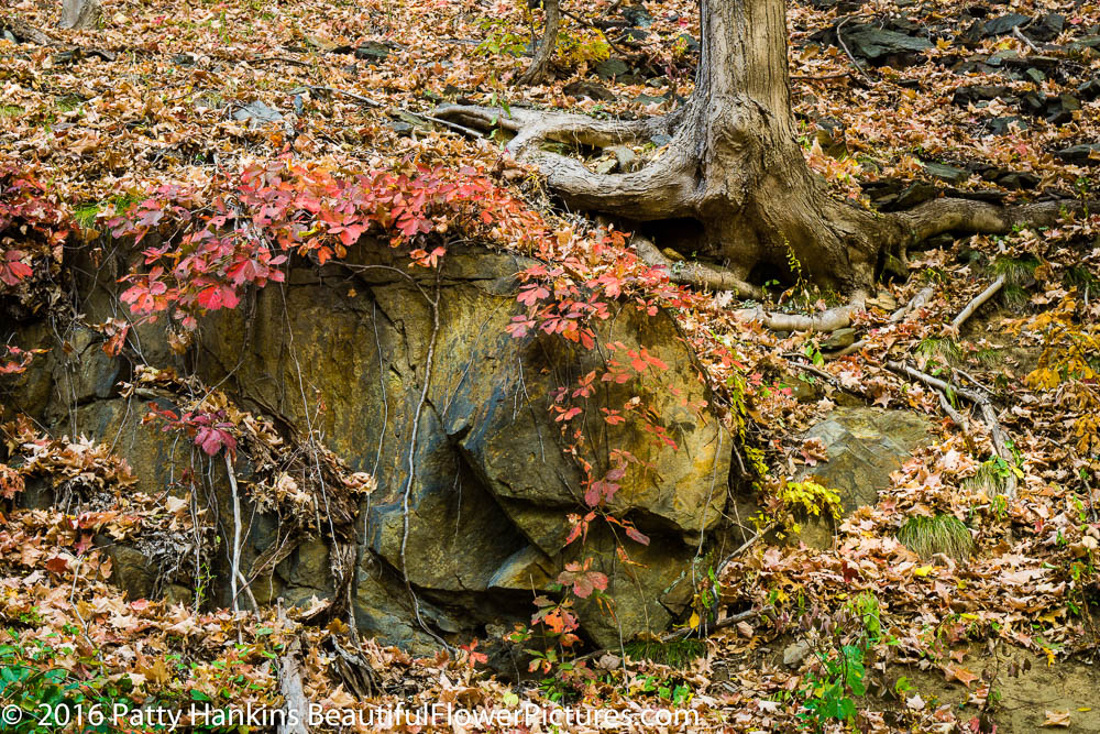 Fall Color near New Croton Dam © 2016 Patty Hankins