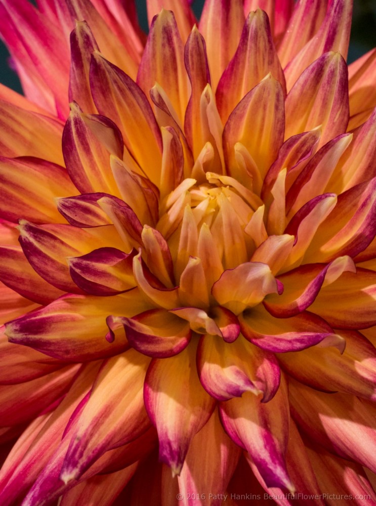 AC Couger Dahlia © 2016 Patty Hankins 