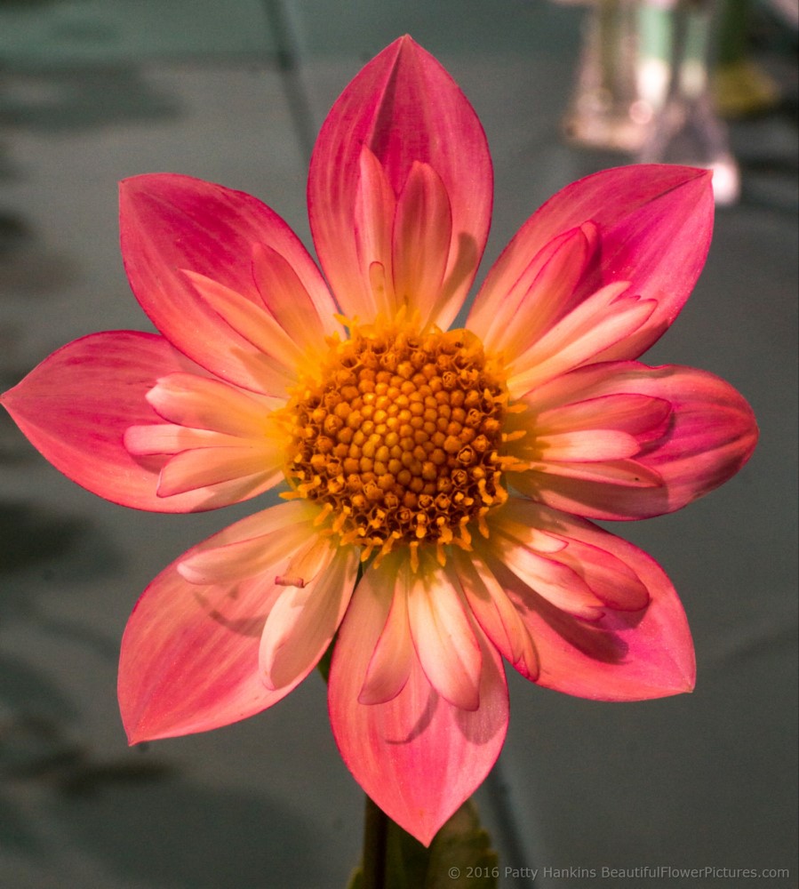 Alpen Diamond Dahlia © 2016 Patty Hankins