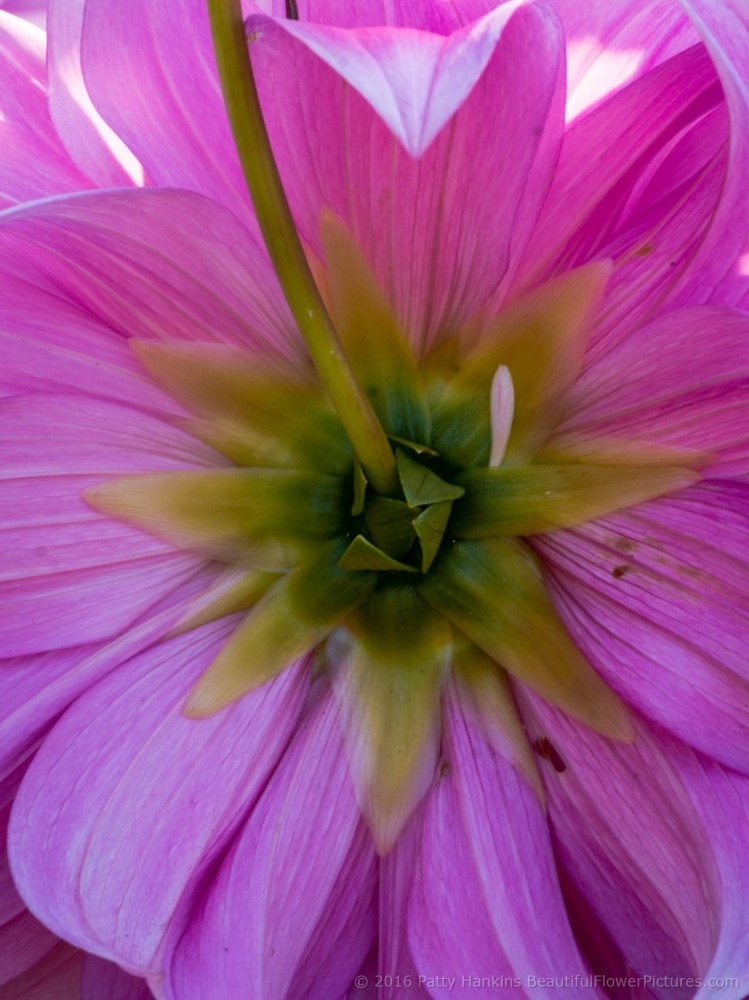 Back of a Pink Dahlia © 2016 Patty Hankins