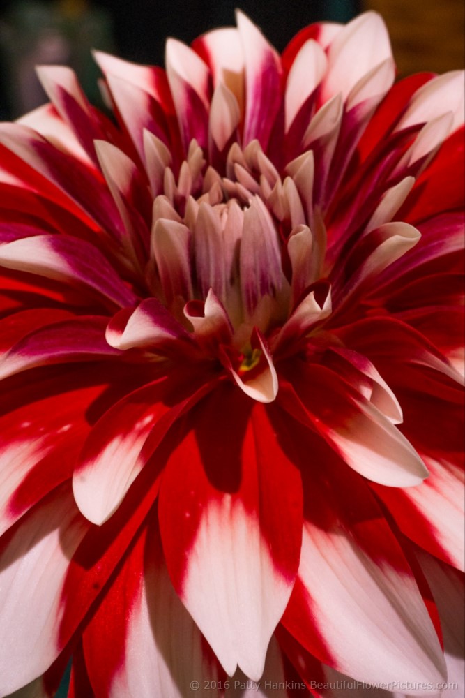 Barbershop Dahlia © 2016 Patty Hankins