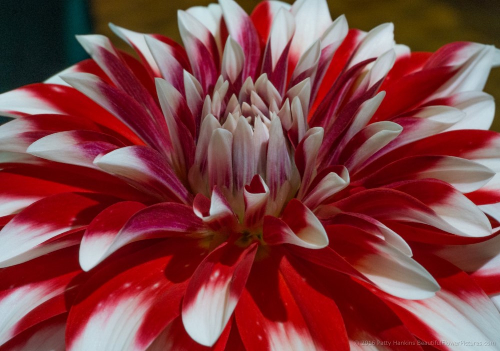 Barbershop Dahlia © 2016 Patty Hankins