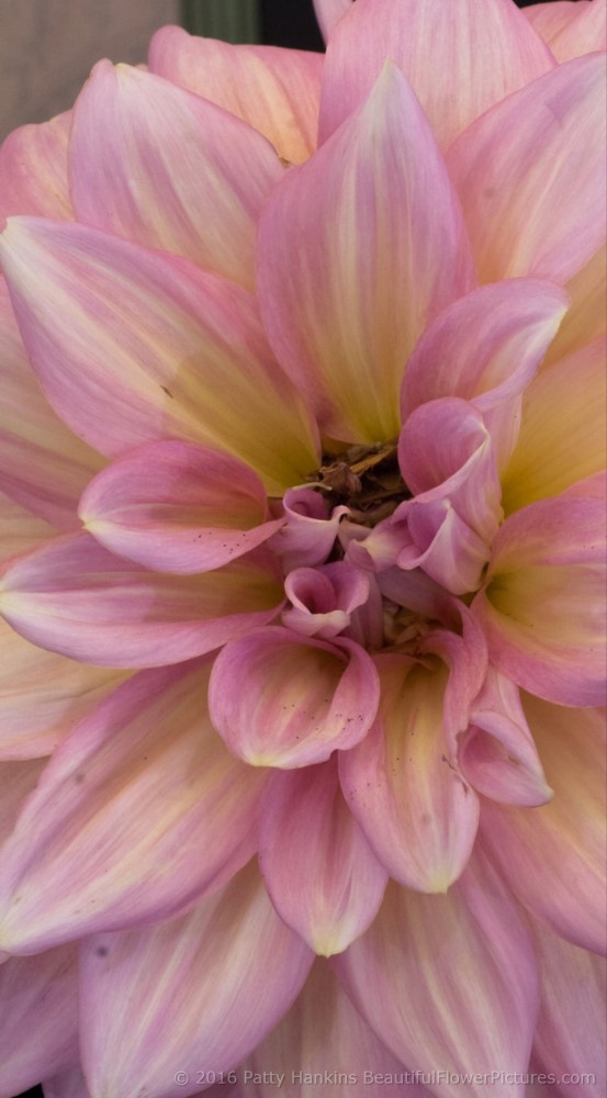 Kidd's Climax Dahlia © 2016 Patty Hankins